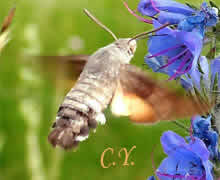 Sphinx colibri, Moro-sphinx