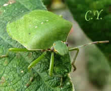Nezara viridula, Punaise verte du soja