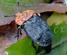 Silpha thoracicum
