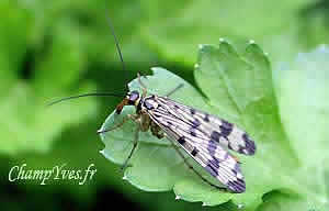 Panorpa communis