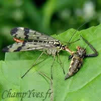 Panorpa communis