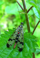 Panorpa communis, Mouche scorpion ou Panorpe