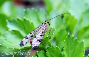 Panorpa communis