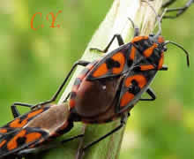 Spilostethus saxatilis, Lygaeus saxatilis