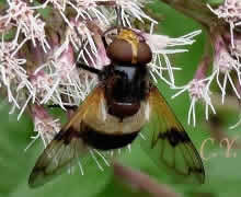 Volucella pellucens