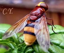 Volucella zonaria