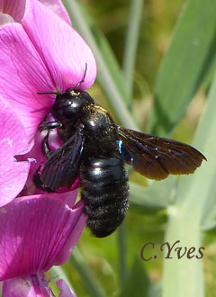 Xylocopa violacea, Xylocope, Xylocope violet, Xylocope violacé, Perce-bois, Abeille charpentière.