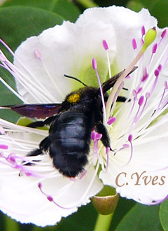 Xylocopa violacea, Xylocope, Xylocope violet, Xylocope violacé, Perce-bois, Abeille charpentière.