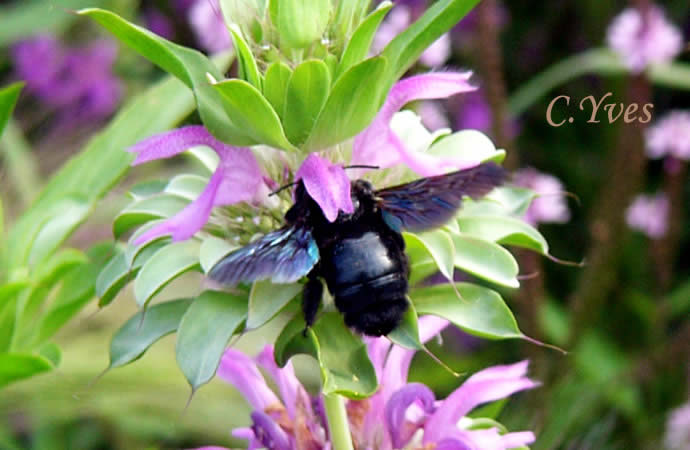 Xylocopa violacea, Xylocope, Xylocope violet, Xylocope violacé, Perce-bois, Abeille charpentière.