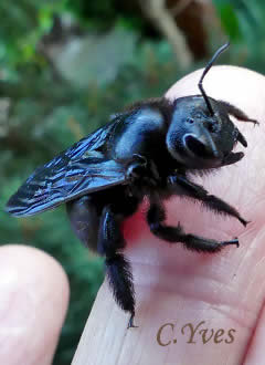 Xylocopa violacea, Xylocope violacé, Perce-bois, Abeille charpentière.