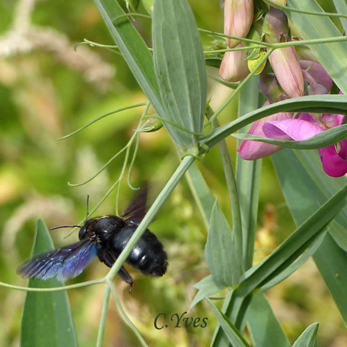 Xylocopa violacea, Xylocope, Xylocope violet, Xylocope violacé, Perce-bois, Abeille charpentière.