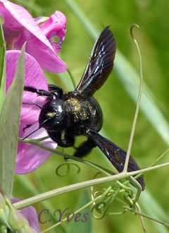 Xylocopa violacea, Xylocope, Xylocope violet, Xylocope violacé, Perce-bois, Abeille charpentière.