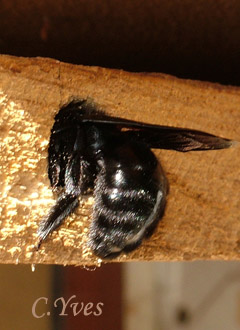 Xylocopa violacea, Xylocope, Xylocope violet, Xylocope violacé, Perce-bois, Abeille charpentière.