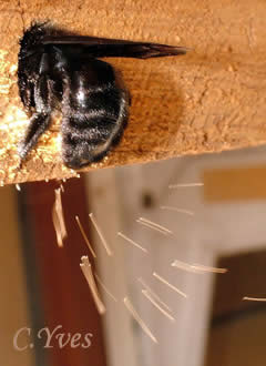 Xylocopa violacea, Xylocope, Xylocope violet, Xylocope violacé, Perce-bois, Abeille charpentière.