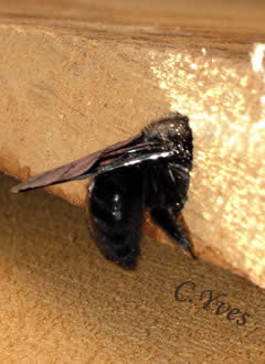 Xylocopa violacea, Xylocope, Xylocope violet, Xylocope violacé, Perce-bois, Abeille charpentière.