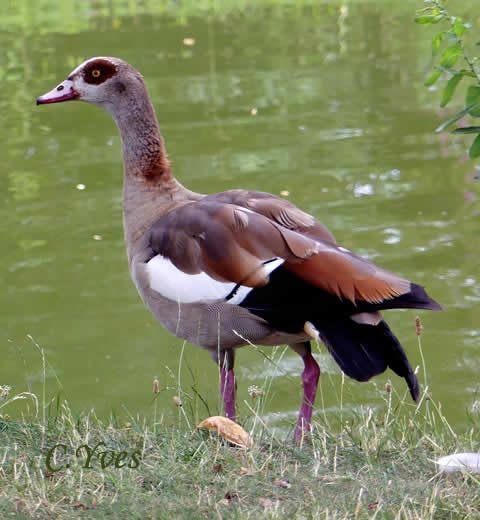 Alopochen aegyptiaca