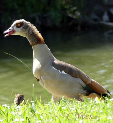 Alopochen aegyptiaca, Ouette d'Égypte.