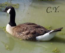 Bernache du Canada, Branta canadensis