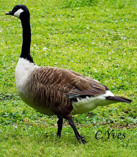 Bernache du Canada, Branta canadensis