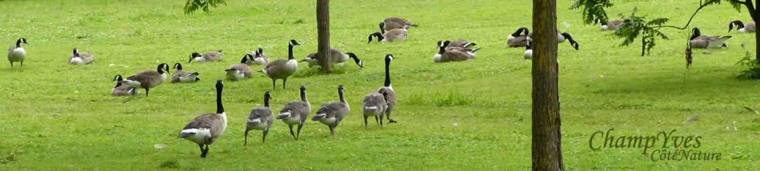 Bernache du Canada, Branta canadensis
