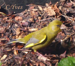 Carduelis chloris, Chloris chloris Verdier.