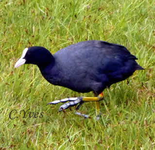 Fulica atra, Foulque macroule, Foulque noire