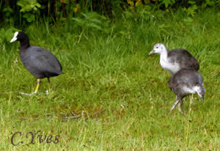 Fulica atra, Foulque macroule, Foulque noire