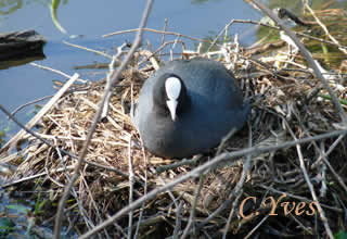 Fulica atra, Foulque macroule, Foulque noire