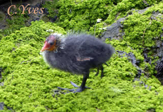 Fulica atra, Foulque macroule, Foulque noire