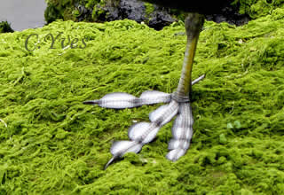 Fulica atra, Foulque macroule, Foulque noire