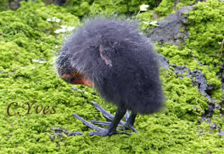 Fulica atra, Foulque macroule, Foulque noire