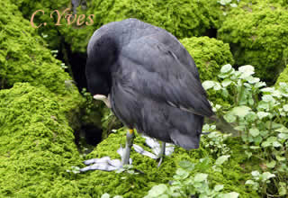 Fulica atra, Foulque macroule, Foulque noire