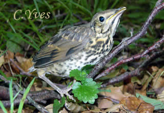 Turdus philomelos, Grive musicienne, Grive chanteuse