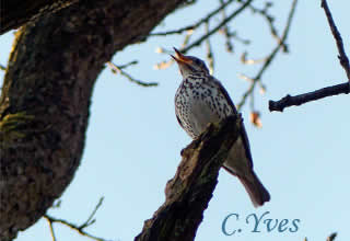 Turdus philomelos, Grive musicienne, Grive commune, Grive de vignes