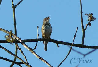 Turdus philomelos