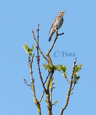 Turdus philomelos, Grive musicienne