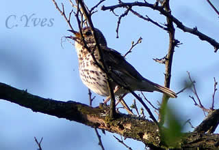 Grive musicienne, Turdus philomelos, Grive chanteuse, Grive commune, Grive de vignes