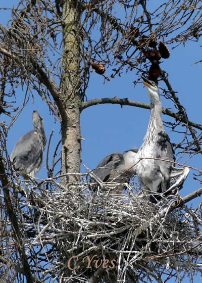Le Héron cendré au nid, Ardea cinerea, Héron cendré