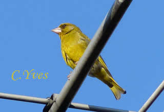Chloris chloris, le Verdier d'Europe.