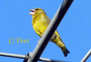 Carduelis chloris, Chloris chloris, Verdier.