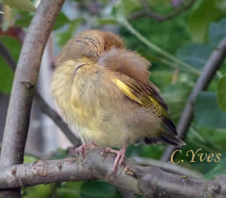 Carduelis chloris, Chloris chloris, juvénile du Verdier.