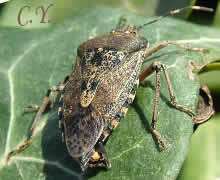 Punaise grise, Punaise nébuleuse, Rhaphigaster nebulosa.