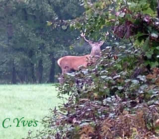 Cervus elaphus, Le Cerf
