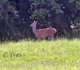 Cervus elaphus.