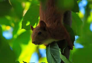 Sciurus vulgaris, Écureuil commun