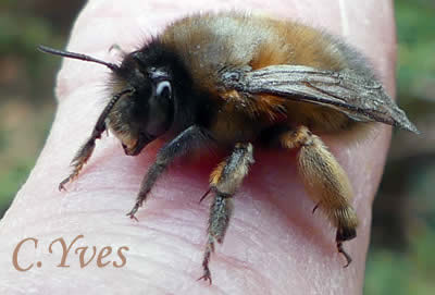 Anthophora plumipes,Anthophore aux pattes poilues