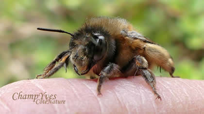 Anthophora plumipes,Anthophore aux pattes poilues
