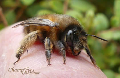 Anthophora plumipes