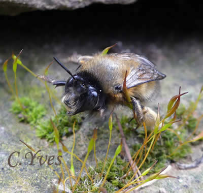 Anthophora plumipes, Anthophora acervorum.