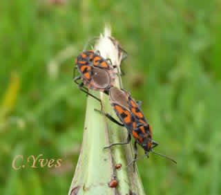 Spilostethus saxatilis in copula